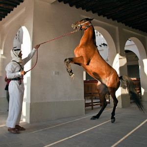 An Arab in a building with a stallion which has raised up on it's hind legs.