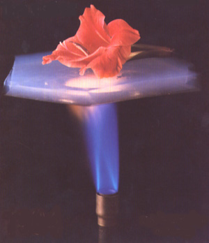 A flower on a piece of aerogel with a flame underneath.