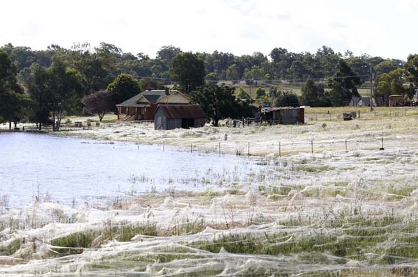 flooded spiders fill a field with webs