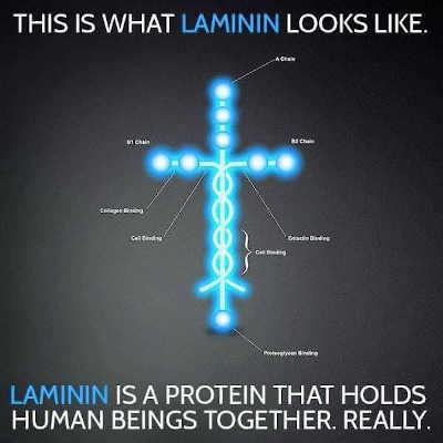 Laminin protein meme.