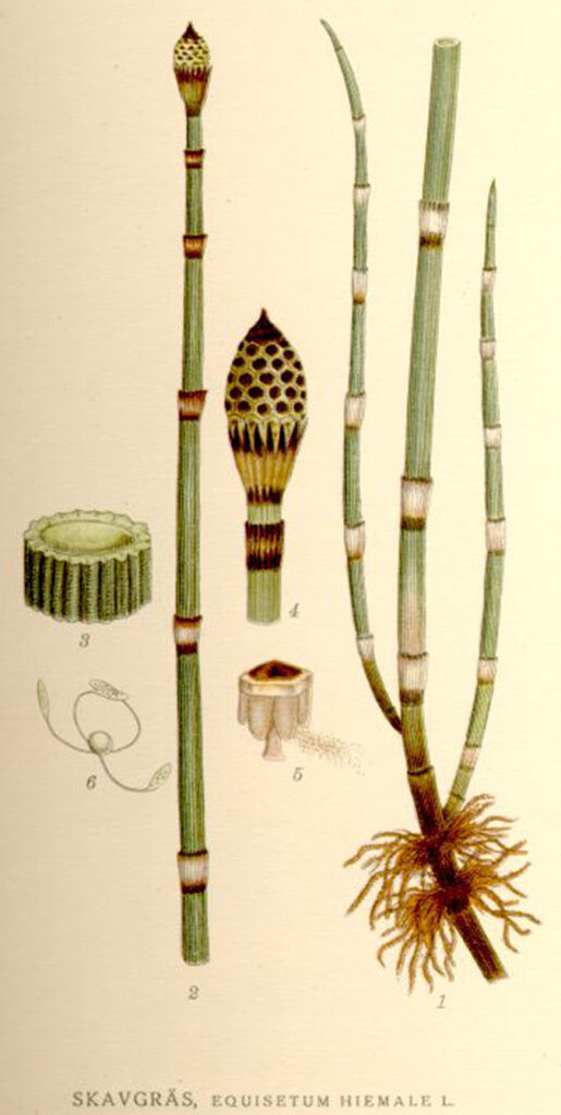 Horsetail plant and it's components..