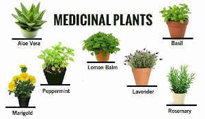 7 medicinal plants in flower pots on a white background