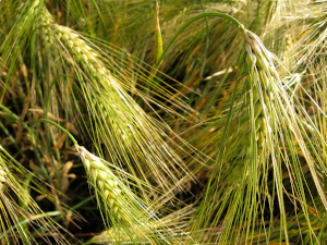 Green heads of barley grass starting to lay over.