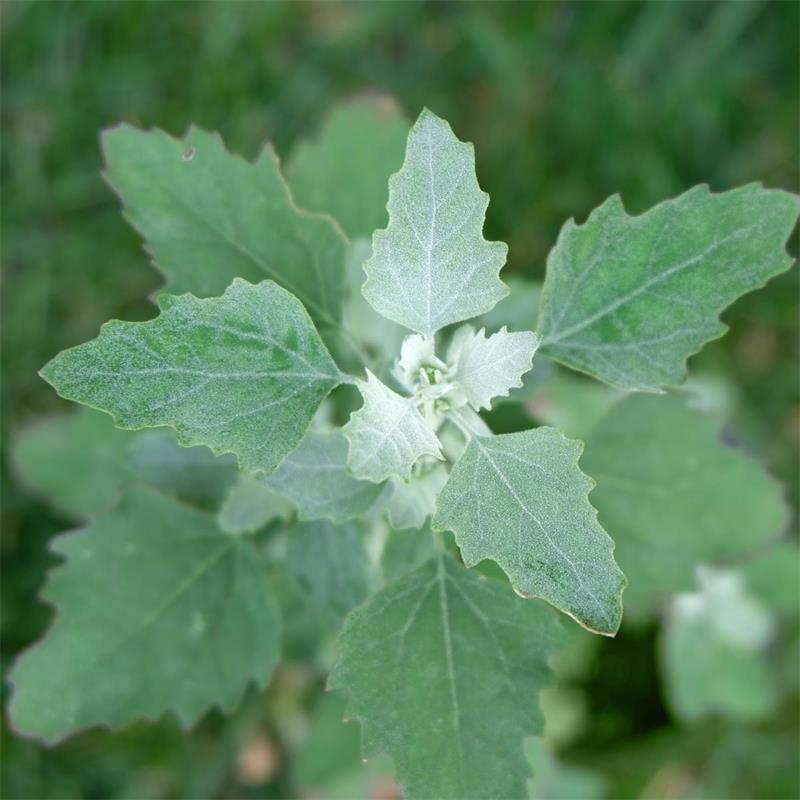 The top of a lamb's quarter plant