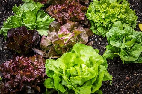 Different varieties of lettuce growing in a garden