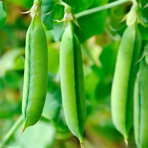 Three pods of sugar snap peas growing on the vine.