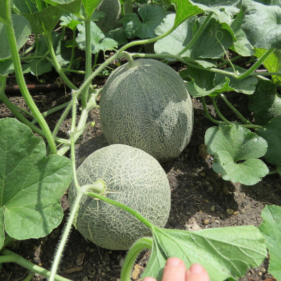 Cantaloupe growing in a garden with two visible melons.