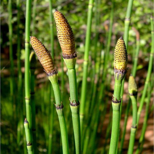 Image of horsetail growing wild.