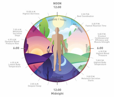 Circadian rhythm chart