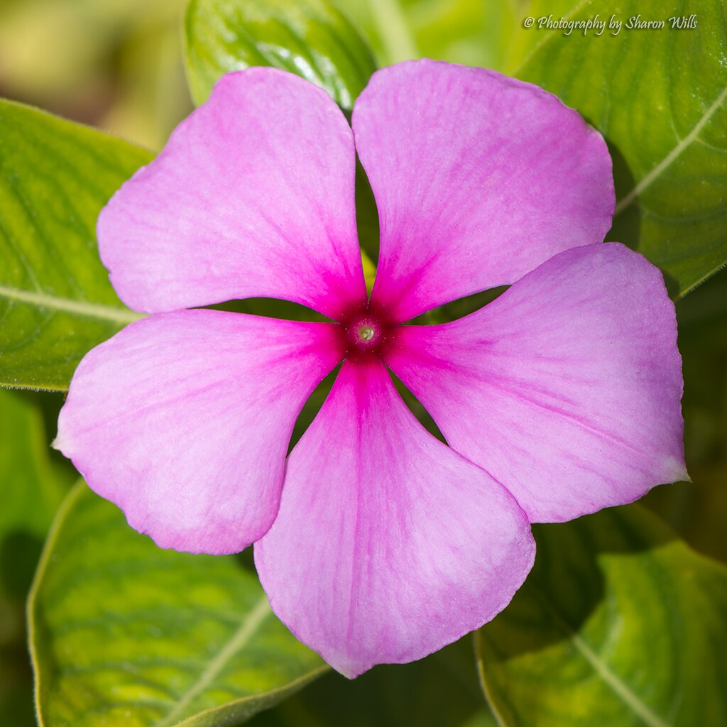 Catharanthus roseus flower