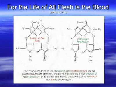 The molecular structure of chlorophyl and red blood cells.