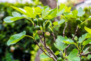 A brown turkey fig tree with budding fruit