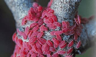 Red bugs on a tree.