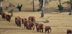 It’s World Wildlife Day and We’re All Not So Slowly Dying